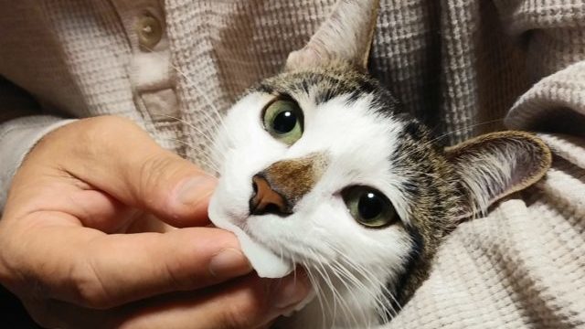 猫の顎にコットンをつける