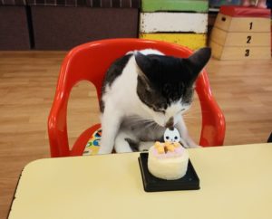 ケーキの匂いを嗅ぐ猫