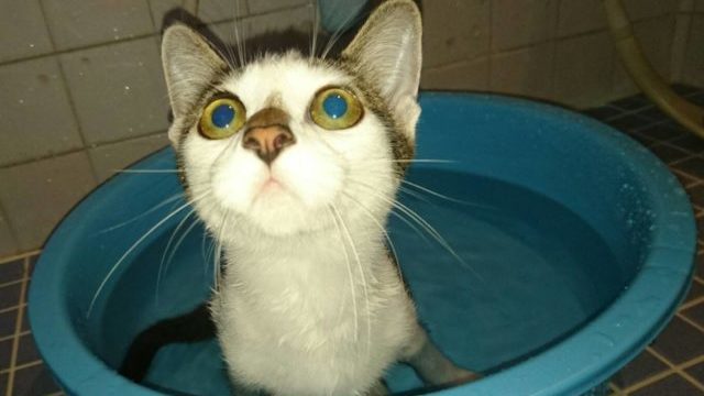 猫の入浴中