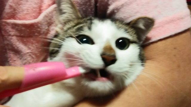 歯磨き中の猫