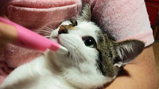 おとなしく歯磨きさせる猫