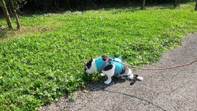 芝生の匂いを嗅ぐ猫