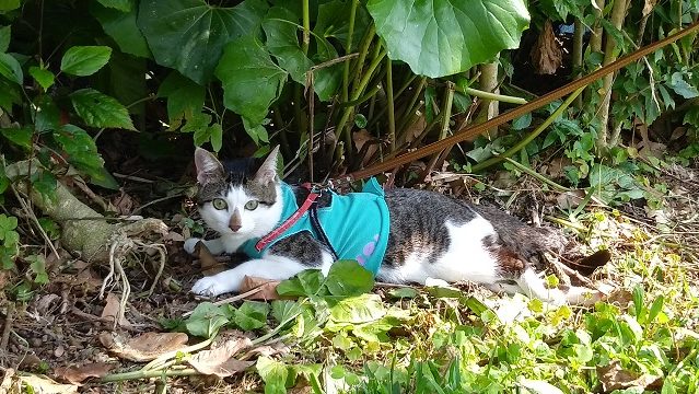 茂みで休憩する猫