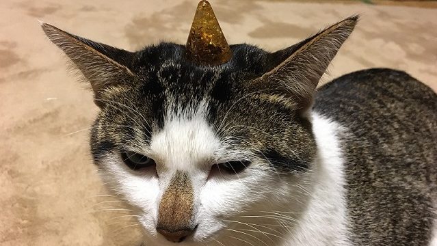 角を付けた猫