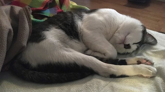 眠る猫