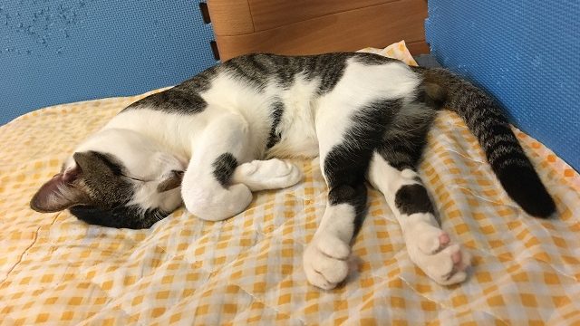 熟睡中の猫