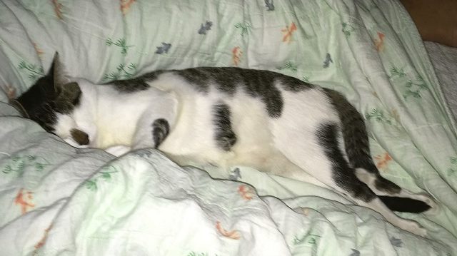 ベッドでぐっすり眠る猫