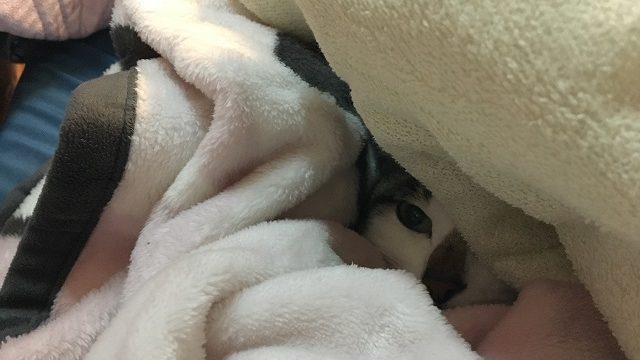 毛布に包まる猫
