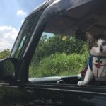 車の窓から眺める猫