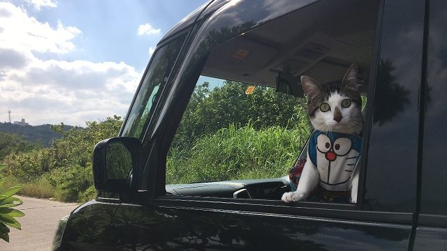 車の窓から眺める猫